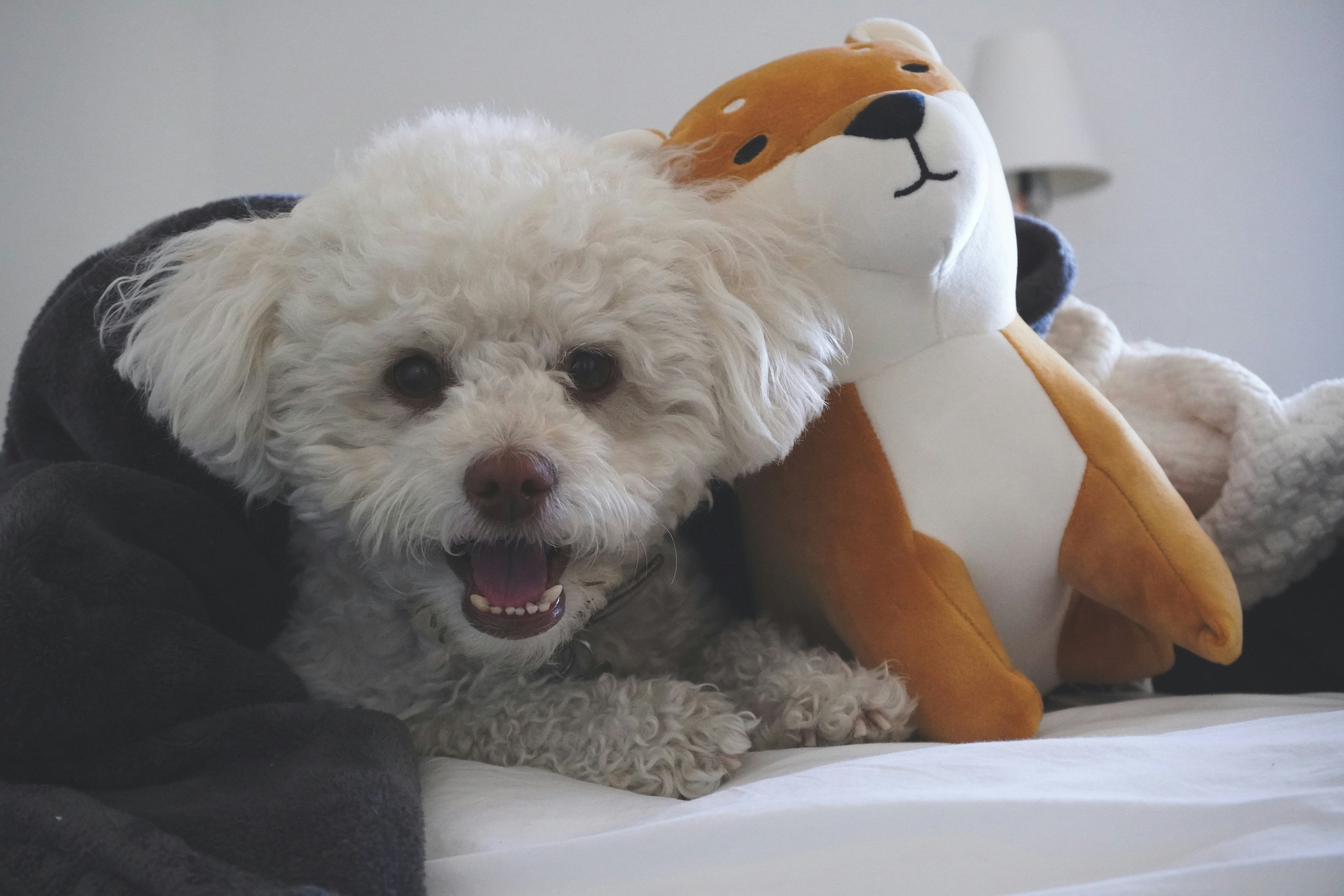 Maltipoo enjoying premium pet accessories - Happy Paws Co