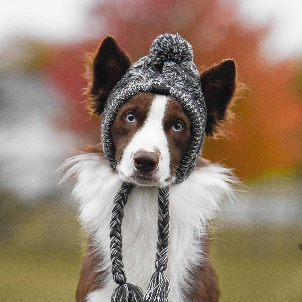 Winter Fashion Dog Hat Windproof Fluffy Knitted Polar Pom Hat - buy tested dog accessories from happypawsco
